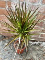 Zdjęcie rosliny doniczkowej Dracaena marginata Magenta, ujęcie 1