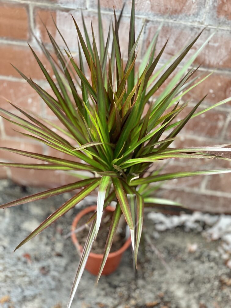 dracaena-marginata-magenta_17x65-1_1674296137.jpg Zdjęcie rosliny doniczkowej Dracaena marginata Magenta, ujęcie 1