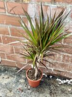 Zdjęcie rosliny doniczkowej Dracaena marginata Magenta, ujęcie 2