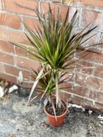 Zdjęcie rosliny doniczkowej Dracaena marginata Magenta, ujęcie 3
