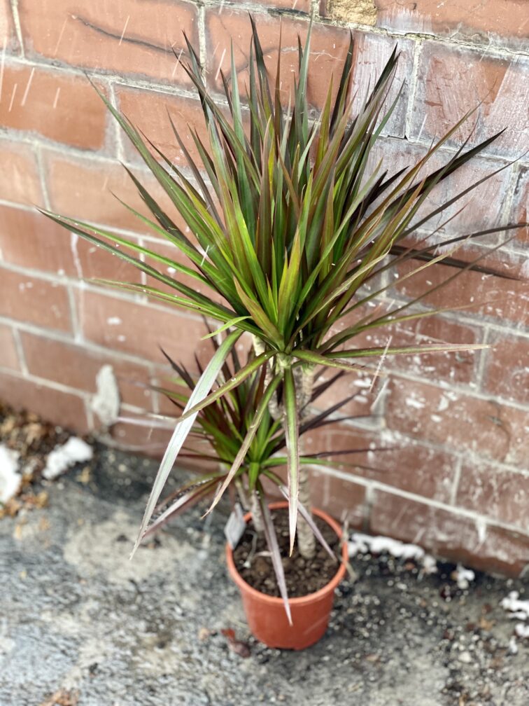 Zdjęcie rosliny doniczkowej Dracaena marginata Magenta, ujęcie 3