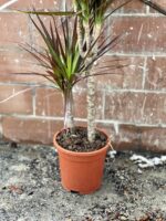 Zdjęcie rosliny doniczkowej Dracaena marginata Magenta, ujęcie 4