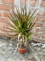 Zdjęcie rosliny doniczkowej Dracaena marginata Magenta, ujęcie 5