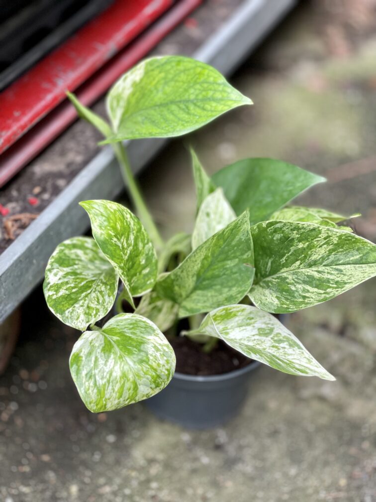epipremnum-marble-queen_12x15-1_1673691719.jpg Zdjęcie rosliny doniczkowej Epipremnum Marble Queen, ujęcie 1
