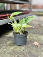 Zdjęcie rosliny doniczkowej Epipremnum Marble Queen, ujęcie 3