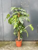 Zdjęcie rosliny doniczkowej Epipremnum pinnatum albo variegata 1, ujęcie 1