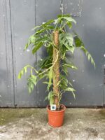 Zdjęcie rosliny doniczkowej Epipremnum pinnatum albo variegata 1, ujęcie 2