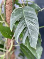 Zdjęcie rosliny doniczkowej Epipremnum pinnatum albo variegata 1, ujęcie 4