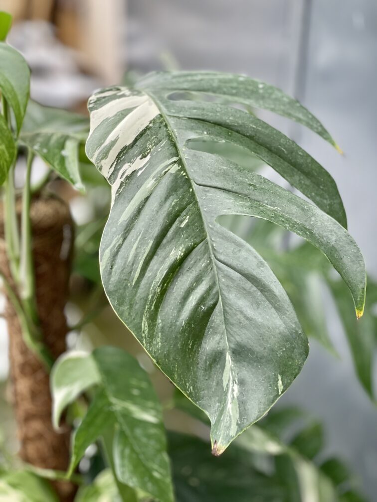 Zdjęcie rosliny doniczkowej Epipremnum pinnatum albo variegata 2, ujęcie 2