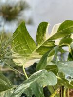 Zdjęcie rosliny doniczkowej Epipremnum pinnatum albo variegata, ujęcie 4