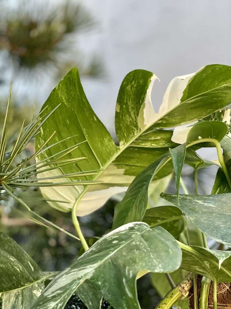 Zdjęcie rosliny doniczkowej Epipremnum pinnatum albo variegata, ujęcie 4