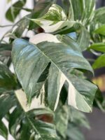 Zdjęcie rosliny doniczkowej Epipremnum pinnatum albo variegata, ujęcie 5
