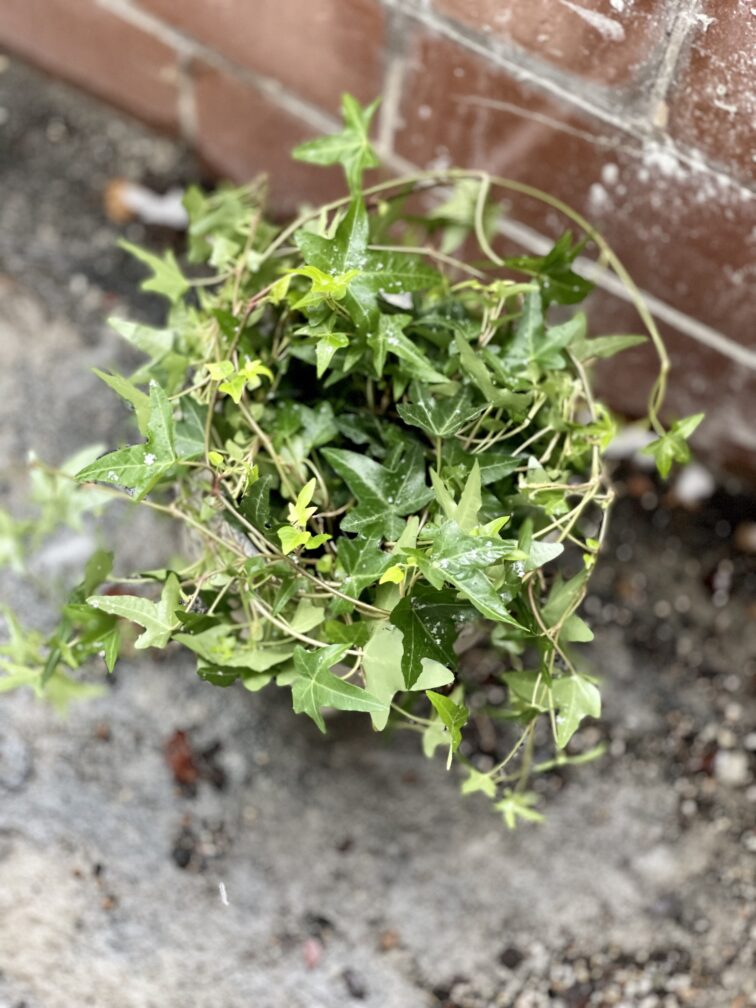 Zdjęcie rosliny doniczkowej Hedera Helix (Bluszcz), ujęcie 3