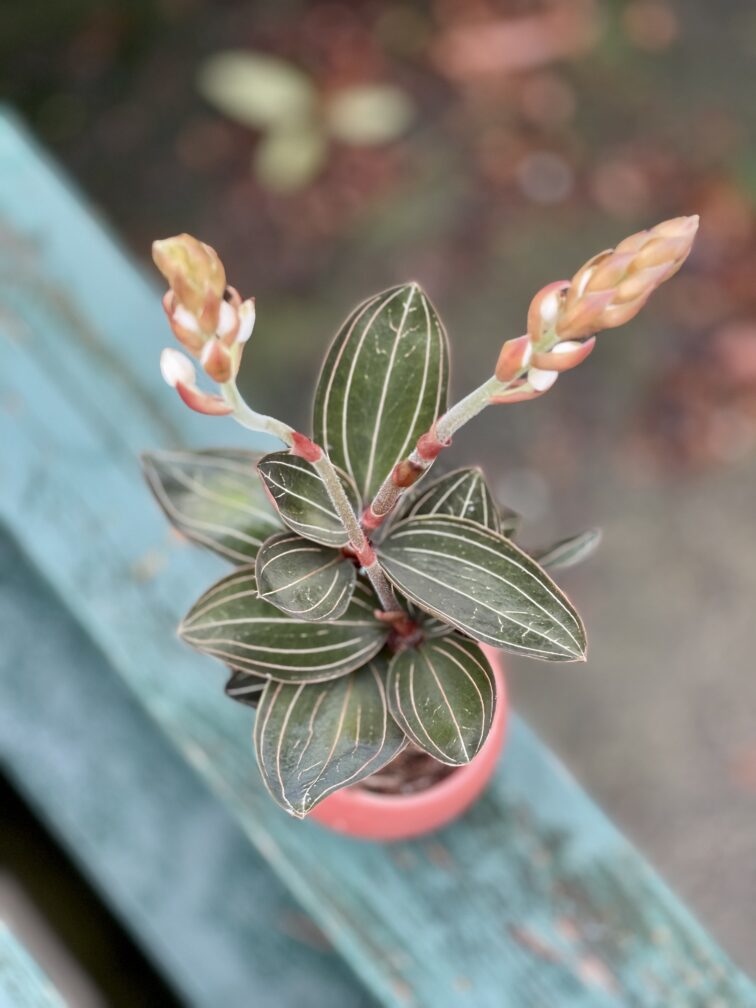 ludisia-discolor_6x8-1_1674903767.jpg Zdjęcie rosliny doniczkowej Ludisia discolor, ujęcie 1