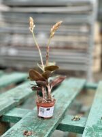 Zdjęcie rosliny doniczkowej Ludisia discolor, ujęcie 3