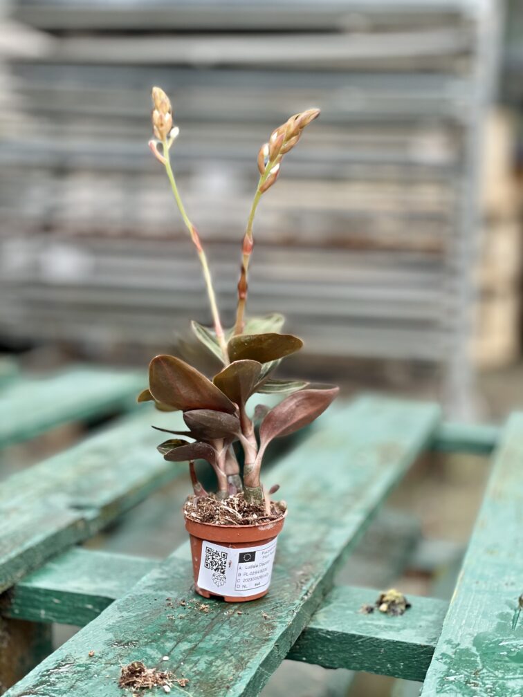 Zdjęcie rosliny doniczkowej Ludisia discolor, ujęcie 3