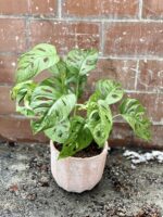 Zdjęcie rosliny doniczkowej Monstera Monkey Mask, ujęcie 1