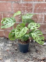 Zdjęcie rosliny doniczkowej Monstera Monkey Mask, ujęcie 2