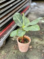Zdjęcie rosliny doniczkowej Musa Super Dwarf Cavendish, ujęcie 2