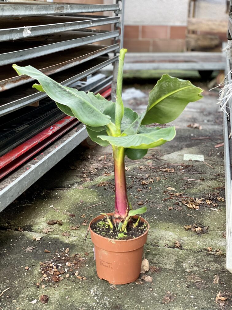 Zdjęcie rosliny doniczkowej Musa Super Dwarf Cavendish, ujęcie 3