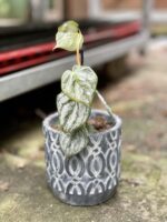 Zdjęcie rosliny doniczkowej Philodendron brandtianum, ujęcie 1