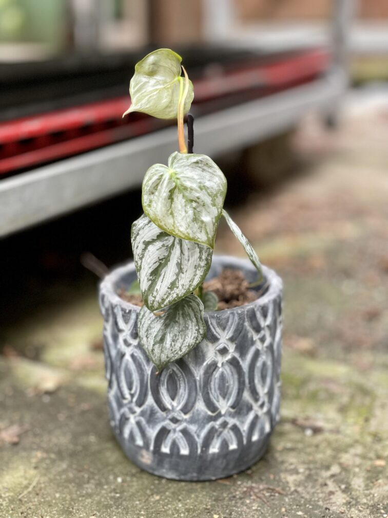 Zdjęcie rosliny doniczkowej Philodendron brandtianum, ujęcie 1