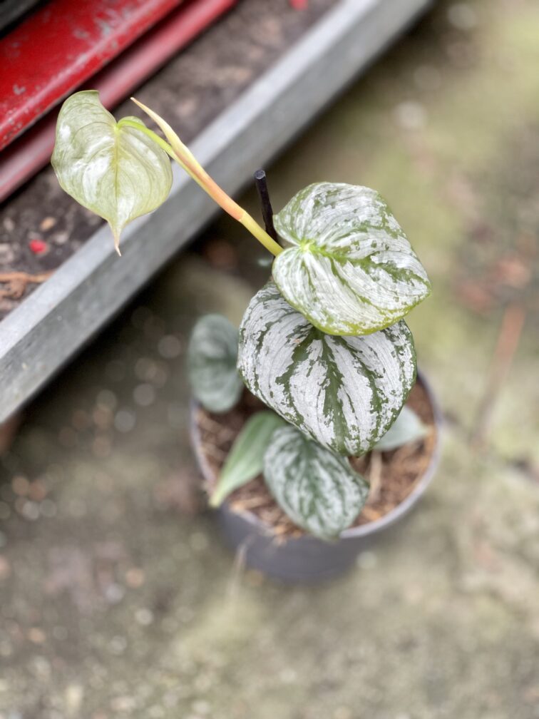 Zdjęcie rosliny doniczkowej Philodendron brandtianum, ujęcie 2