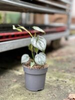 Zdjęcie rosliny doniczkowej Philodendron brandtianum, ujęcie 3