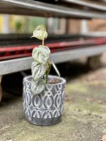 Zdjęcie rosliny doniczkowej Philodendron brandtianum, ujęcie 4