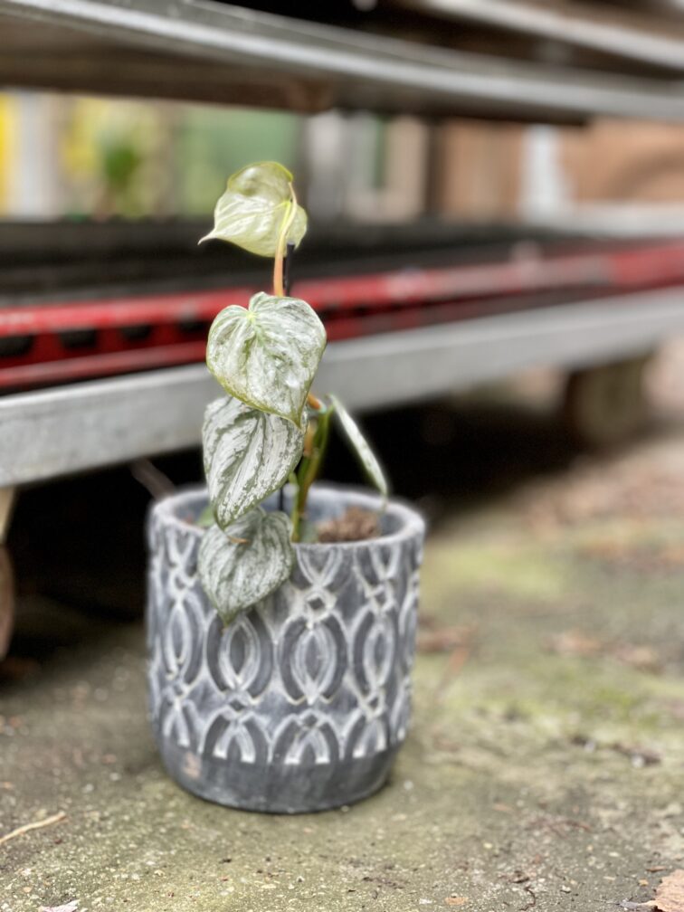 Zdjęcie rosliny doniczkowej Philodendron brandtianum, ujęcie 4