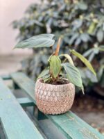 Zdjęcie rosliny doniczkowej Philodendron Fuzzy Petiole, ujęcie 1