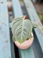 Zdjęcie rosliny doniczkowej Philodendron Fuzzy Petiole, ujęcie 2