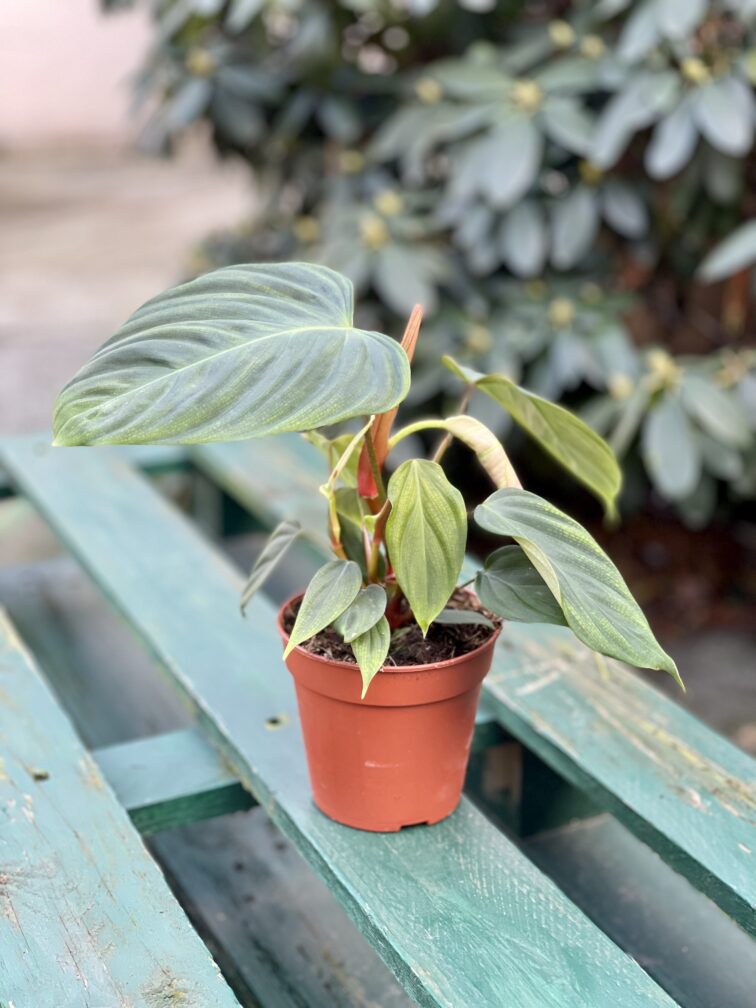 Zdjęcie rosliny doniczkowej Philodendron Fuzzy Petiole, ujęcie 3
