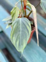 Zdjęcie rosliny doniczkowej Philodendron Fuzzy Petiole, ujęcie 4