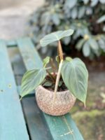 Zdjęcie rosliny doniczkowej Philodendron Fuzzy Petiole, ujęcie 5