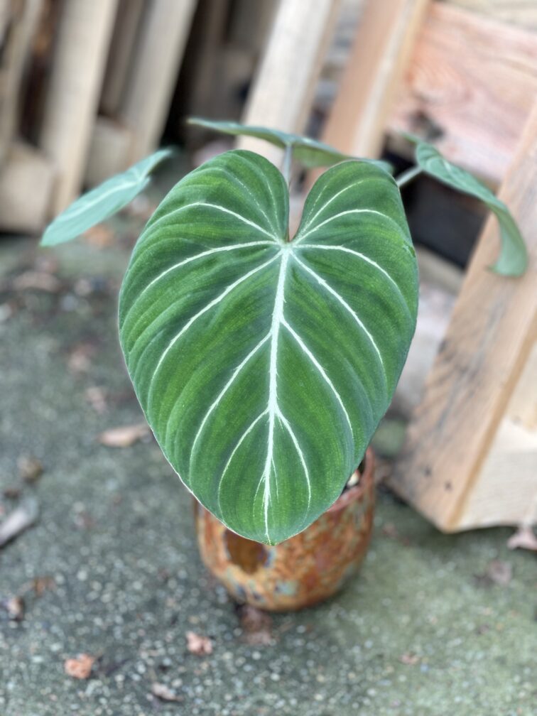 Zdjęcie rosliny doniczkowej Philodendron gloriosum Dark Form, ujęcie 1