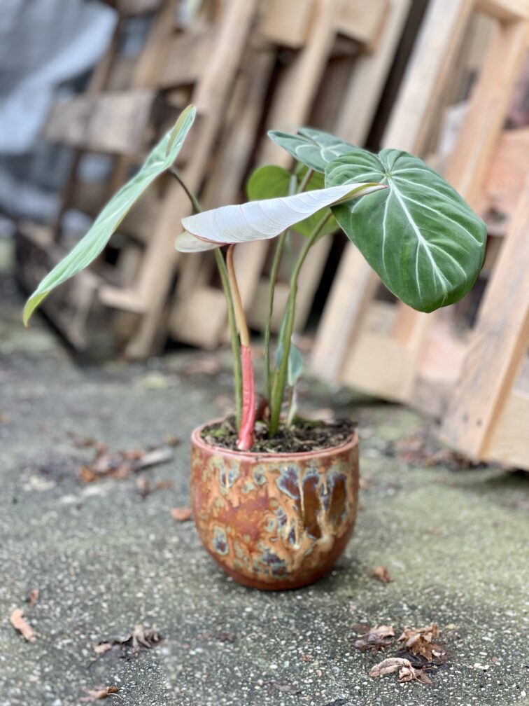 Zdjęcie rosliny doniczkowej Philodendron gloriosum Dark Form, ujęcie 2