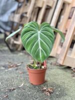 Zdjęcie rosliny doniczkowej Philodendron gloriosum Dark Form, ujęcie 3