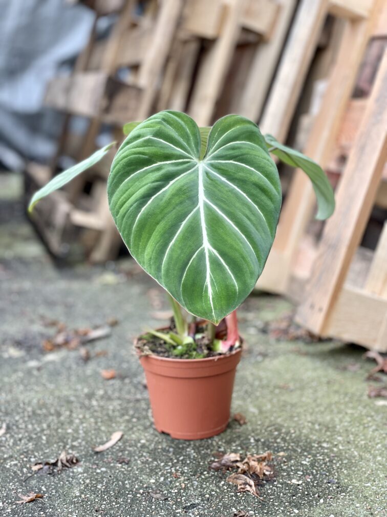 Zdjęcie rosliny doniczkowej Philodendron gloriosum Dark Form, ujęcie 3