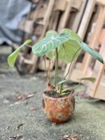 Zdjęcie rosliny doniczkowej Philodendron gloriosum Dark Form, ujęcie 4