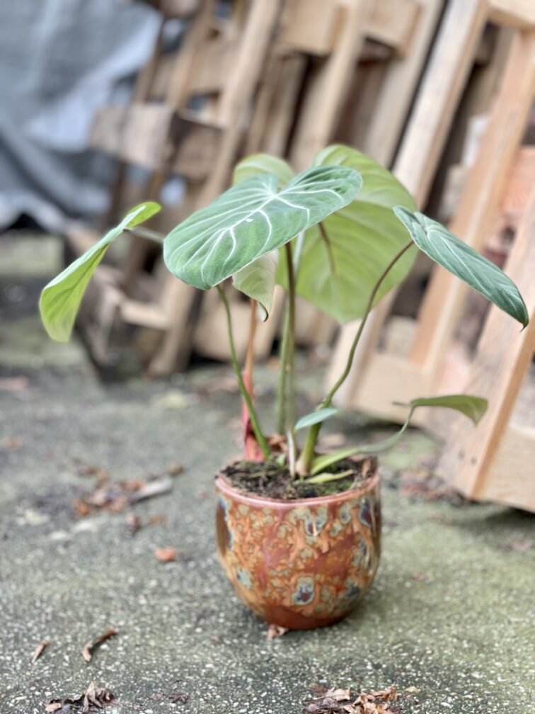 Zdjęcie rosliny doniczkowej Philodendron gloriosum Dark Form, ujęcie 4