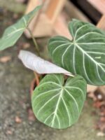 Zdjęcie rosliny doniczkowej Philodendron gloriosum Dark Form, ujęcie 5