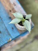 Zdjęcie rosliny doniczkowej Philodendron Hastatum, ujęcie 1