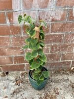 Zdjęcie rosliny doniczkowej Philodendron lupinum, ujęcie 1