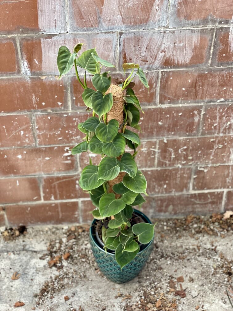 Zdjęcie rosliny doniczkowej Philodendron lupinum, ujęcie 1