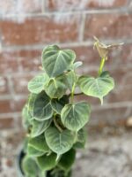 Zdjęcie rosliny doniczkowej Philodendron lupinum, ujęcie 2
