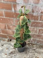 Zdjęcie rosliny doniczkowej Philodendron lupinum, ujęcie 3