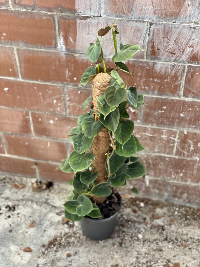 Zdjęcie rosliny doniczkowej Philodendron lupinum, ujęcie 3