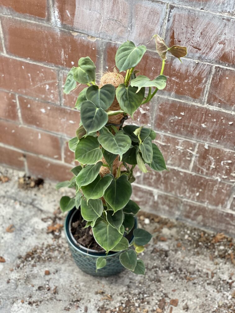 Zdjęcie rosliny doniczkowej Philodendron lupinum, ujęcie 4