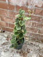 Zdjęcie rosliny doniczkowej Philodendron lupinum, ujęcie 5